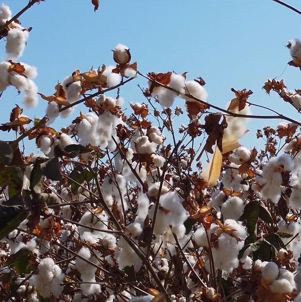 Moda e sustentabilidade